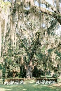 Are you a classic bride planning an outdoor ceremony?  Imagine saying your wedding vows under beautiful trees with Spanish moss!  We loved designing this outdoor ceremony space with white florals that created a timeless look.  For more traditional and timeless wedding ideas, check out @classicplanninganddesignco!  Photo credit: Lindsey Morgan Photography