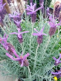 English, French, and Spanish Lavender: Hardy and Fragrant – The Smarter Gardener