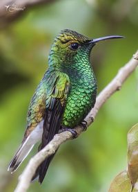 Esmeralda de Coronilla Cobriza/Coppery-headed Emerald