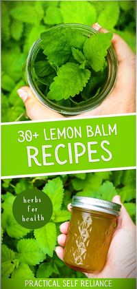 If you're growing lemon balm in your herb garden, you may be wondering how to use it all. Lemon balm has many benefits for both food and herbal remedies. Learn how to use lemon balm for drinks, food recipes, and herbal medicine! ways to use fresh lemon balm | lemon balm recipes | lemon balm benefits