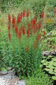 Lobelia cardinalis, Cardinal Flower