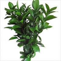 Israeli Ruscus (200 stems)