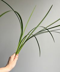 BFMGR13, Lily Grass Renowned for its delicate, draped stems that progressively lighten from white from the base to dark green at the top, Lily Grass is known to be a great filler!