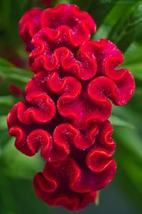 Celosia cristata (Cockscomb)