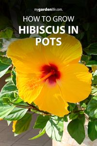 Transform your patio garden into a tropical paradise with stunning hibiscus in pots! Our article on how to grow hibiscus in pots provides expert tips on choosing the perfect container, creating the ideal environment, and keeping your tropical flowering plants flourishing all season long. Discover how easy it is to grow and enjoy these vibrant beauties in your own backyard. Find more tropical plant inspiration and container gardening tips at MyGardenLife.com!