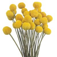 PRICES MAY VARY. Floral arrangement: billy balls flowers dried are very beautiful, the bright yellow color can be matched with any other artificial flowers and dried flowers, it is an interesting addition to your handmade flower arrangement, creating a warm and romantic atmosphere. Gift of nature: billy balls flowers artificial are a lovely and delicate flower that will add a pop of color to your wedding decor. Billy Balls can easily be incorporated into your wedding corsages, bouquets, wedding