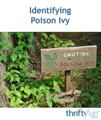 If you do a lot of gardening, camping, or hiking it is well worth the time to become familiar with the appearance of poison ivy, to better avoid contact. This is a guide about identifying poison ivy.