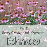 Sowing, Growing, and Harvesting Echinacea – Ever Growing Farm