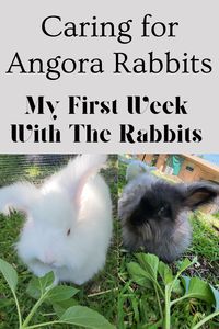 I wrote a blog post about my first week with my Angora Rabbits and everything I've learned so far. If you like seeing my bun buns, comment and let me know so I can keep making content featuring my English Angora Rabbits on my microhomestead. #microhomestead #angora #angorarabbit #englishangroarabbits #fiberart #angorawool #spinning #crochet #knitting