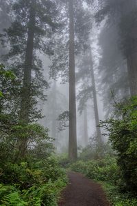 Redwoods Photograph - Rising In Mists 1 by Greg Nyquist