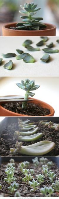 How to propagate succulents from cuttings and leaves. If you’re anything like me, you probably love to have succulents in the house. I try…