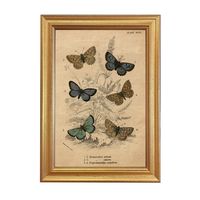 Vintage Butterfly Illustration Framed Reproduction Print, Butterfly Print, Butterfly Gift, Cottagecore Wall Art