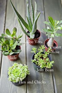 Top 10 Tips on Growing and Taking Care of Succulents