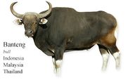 Banteng -bull- Indonesia, malaysia, Thailand