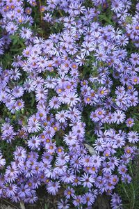 We originally acquired Aster 'Fanny', a selection of the American native Aster oblongifolius, from Montrose Gardens, which acquired it from Ruth Knopf of Boone Hall Plantation in South Carolina. Ruth acquired the aster from her maid, Fanny, who acquired it as a pass-along plant from her grandmother. Aster 'Fanny' is one of the last asters to flower in our garden, usually in October and November. 'Fanny' makes a nice 2' tall clump to 8' in width and is smothered with 1" blue flowers.