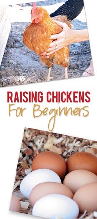 How to Raise Chickens for Beginners - Part One | How Does She