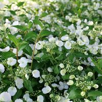 Fairytrail Bride™ Cascade Hydrangea