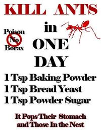 Kill ants and their colonies in just a day. I had thousands of small red ants and large red ones around my front and backyard. Using just a ramekin mixed up 3 batches. Stir well, flip it upside down to avoid wind they were gone.: