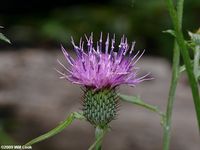 Carolina Thistle (Cirsium carolinianum), photo by Will Cook, 2009