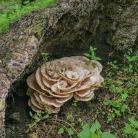 Guide to Hen of the Woods or Maitake Mushrooms - Forager | Chef