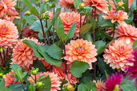 How to Propagate Dahlias for an Unlimited Supply of Beautiful Blooms