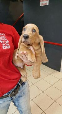 A tan, blue eyed bassett?? My heart just grew 10 sizes.