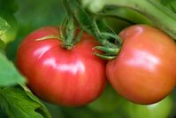 The Millionaire Tomato - Minneopa Orchards