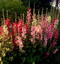 Hollyhocks: So Beautiful | Content in a Cottage