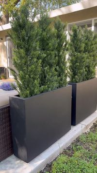 Create a beautiful privacy screen with cedar trees and solar lights!