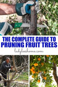 Learn everything that you need to know about pruning fruit trees in this complete guide. How, when, why, tree form, tree terminology and so on...