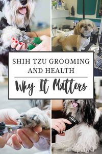 Shih Tzus are beloved for their affectionate nature and distinctive appearance, particularly their luxurious coats. However, maintaining a Shih Tzu’s coat is more than just a cosmetic concern—it’s a crucial