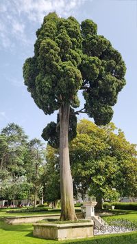 A several hundreds years old of Mediterranean cypress (Cupressus sempervirens) tree stock image, #tree, #stock, #Ad, #ad