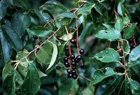 black cherry tree - Google Search