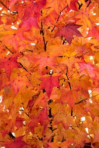 Click to view a full-size photo of Happidaze Sweet Gum (Liquidambar styraciflua 'Hapdell') at Wallitsch Garden Center