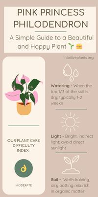 Get the best plant care tips for your Philodendron Pink Princess from lighting to watering with our informative infographic. Pin it now and don’t forget to share it with your plant community! Or check out our in-depth informative houseplant care guide by the link below!