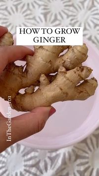 Spice up your health with ginger! 🌿✨ Ginger has many health benefits, from boosting digestion to reducing inflammation. Nature’s secret weapon for a healthier and happier you. 🙌💚 Credit: respective original owner (unknown) Please dm us for credit or to remove the video #GardeningTips #GardenInspiration #GreenThumb #GrowYourOwn #UrbanGardening #BackyardGarden #PlantLovers #OrganicGardening #GardenDesign #SustainableLiving https://stan.store/InTheGarden