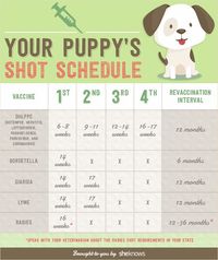 INFOGRAPHIC: A complete list of all the vaccinations your puppy needs and when it needs them