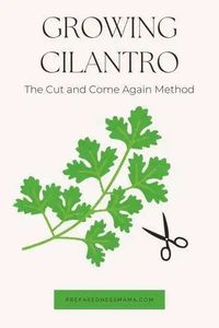 Growing Cilantro: The Cut & Come Again Method | PreparednessMama