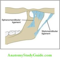 Temporomandibular Joint Oral Histology Notes - Anatomy Study Guide