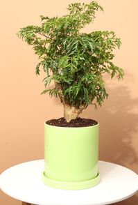 The Ming Aralia, or if you wanted to call it by its latin name, the Polyscias Fruticosa is native to India and Polynesia. With its tree-like central trunk and full, frilly, dark green leaves, the Ming Aralia is a slow-growing plant that will make a statement in your space for years to come! Being that it's from a tropical environment, it thrives in moderate to high humidity, warm temperature, drier soil, low to indirect bright light and will grow up to 6 to 7 ft. tall indoors. This makes them gr