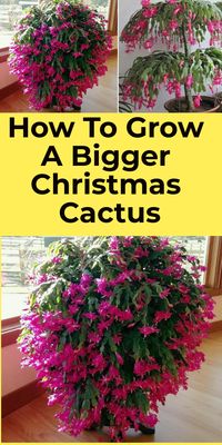 How To Grow A Bigger Christmas Cactus