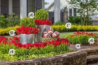 Welcome guests with this Southern-style game day garden.  Baby Gem™ Boxwood Endurascape verbenas ‘Sunshine’ Ligustrum