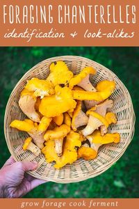 Chanterelle mushrooms are easy to identify and fun to forage for! They are delicious and a culinary treat to find in the wild. Learn how to identify chanterelle mushrooms, where to forage for them, and my favorite ways to cook with this very special edible wild mushroom. Let's go foraging for chanterelle mushrooms!