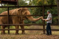 We hear it every day. Arkansas really is a great place to share an orange with an elephant. See what the fuss is about at Riddle's Elephant & Wildlife Sanctuary in Greenbrier. Their next visitors day is Saturday, April 6.