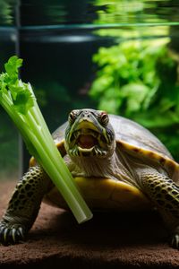 Can turtles and tortoises eat celery? Find out if this crunchy veggie is beneficial or harmful for your turtle's diet. Pin this to ensure your pet turtle is eating right!