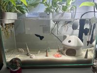 Minimalist, fish tank, seashell, sand, fish tank aesthetic, fish tank, cute fish tank