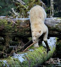 A North American Black Bear subspecies called Spirit Bears or Kermonde Bears; one in ten have white or cream-colored fur.