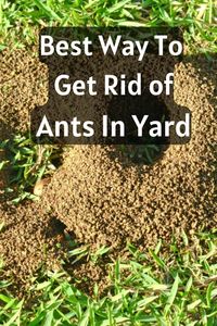 If you're looking for the best way to get rid of ants in your yard, this article provides effective ways to eliminate these pests and keep your outdoor space ant-free.