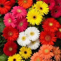 PRICES MAY VARY. BEAUTIFUL GARDEN - Add a splash of color to your garden with Gerbera Daisy Seed Mix, perfect for planting in flower beds, borders or outdoors in pots and containers. Efficient - Painted daisies will germinate in 7-28 days when soil temperatures are 60-75°F. Plant plants 1/16 inch deep and 12 inches apart in a sunny area. Germinate quickly - just place them in a warm, moist environment, such as a greenhouse, and transplant into moist, sunny soil. Water regularly and fertilize whe