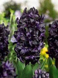 Hyacinthus orientalis 'Dark Dimension'